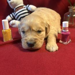 Rosie - Golden female Golden Retriever puppy in Grant County, Indiana from On The Sunny Side Pavey Farms