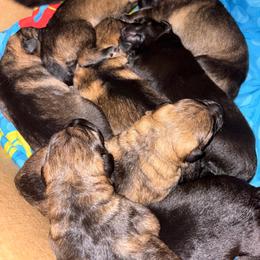 Male 4 - Sable male German Shepherd puppy in Nottingham, New Hampshire from WildHaven Shepherd