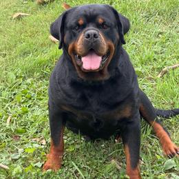 Kim - Rottweiler