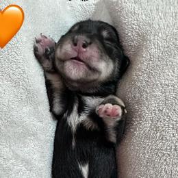 Orange Heart - Black and silver female Miniature Schnauzer puppy in White Plains, Kentucky from Devon Dunlap