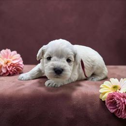 Maroon collar - White female Miniature Schnauzer puppy in Houston, Texas from Haughton Farm