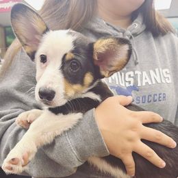 Cruella - Black and tan female Pembroke Welsh Corgi puppy in San Diego ,Ca, California from SoCal Native Corgis