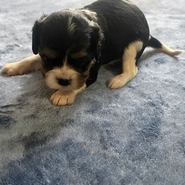 Max - Tri-color male Cavalier King Charles Spaniel puppy in Pennsylvania from Julie's Cavalier King Charles Spaniels