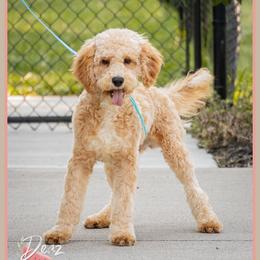 Eagle - Red and white male Cockapoo puppy in Connersville, Indiana from Deaz Doodle Ranch