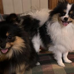Pomeranians from Tiny Paw Pomeranians