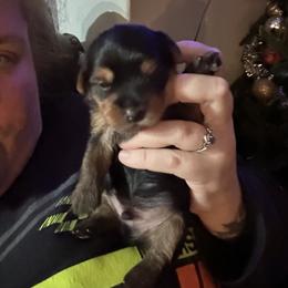 Australian Shepherd and Yorkshire Terrier Puppies from Lovey-dovey Aussies & Yorkies