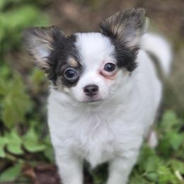 Border Collies and Chihuahuas from Riverwood