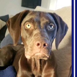 June - German Shorthaired Pointer