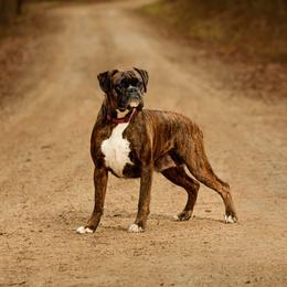 Aggy - Boxer