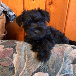 Bowser - Black male Miniature Schnauzer puppy in Colorado Springs, Colorado from Spice Mountain Puppies