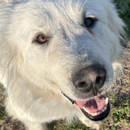 Trixie - Great Pyrenees