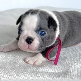 Jigglypuff - Blue female Boston Terrier puppy in West Jefferson, Ohio from Kline Kennels