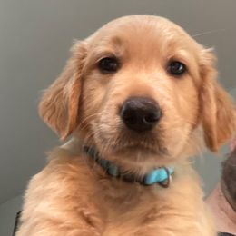 Little Boy Blue - Golden male Golden Retriever puppy in Fresno, California from Warwick’s Central California Goldens