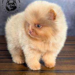 Cannoli - Lavender male Pomeranian puppy in Fultonville, New York from Sandy Aussies, Mini Dachshunds & Pomeranians