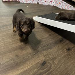 Dachshund Puppies from Johnson’s Weiner Farm