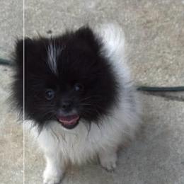 Flower - Black parti female Pomeranian puppy in Pace, Florida from Spivey the Grand Boxers and Poms