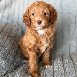 Annie - Red  female Goldendoodle puppy in Maricopa, Arizona from AZ Designer Goldendoodles