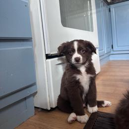 Tempura - Red & white male Toy Australian Shepherd puppy in Reidsville, North Carolina from Cherry Grove Kennel