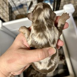 Daisy's Puppy 2 Male - Chocolate and tan male Dachshund puppy in Rattan, Oklahoma from Burgett’s Barnyard Dachshunds