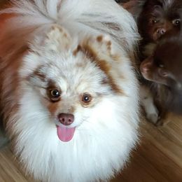 B And R's Gun Go Bango - Chocolate merle male Pomeranian puppy in Carrollton, Georgia from B AND R'S POMERANIAN'S