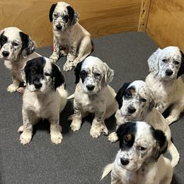 English Setter puppies from McFella’s Gun Dogs