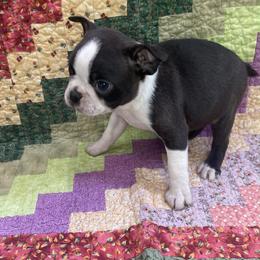 Echo - Black brindle and white male Boston Terrier puppy in Fillmore, Illinois from Wind Hill Puppies