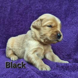 Black - Dark golden male Golden Retriever puppy in Taft, Tennessee from McGraw's Fetching Pups