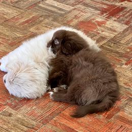 "Sweet little Sheila 🎶 and Maxx" Pekingese Puppies from Marjorie's Pekingese
