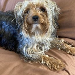 Assorted Doodle Crosses, Double Doodle, Maltipoo, Morkie, and Yorkipoo Puppies from Danza Bolo