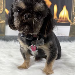 Dobby - Shih Tzu