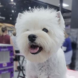 Darsy - West Highland White Terrier