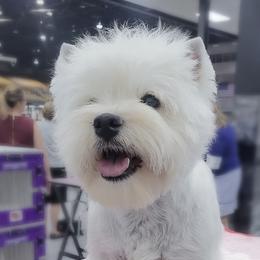 Darsy - West Highland White Terrier