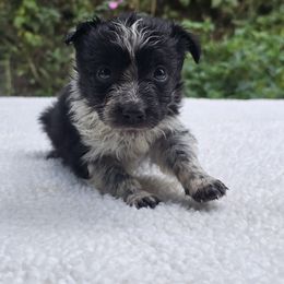 Tea - Black and white female Border Collie puppy in East Brady, Pennsylvania from Riverwood