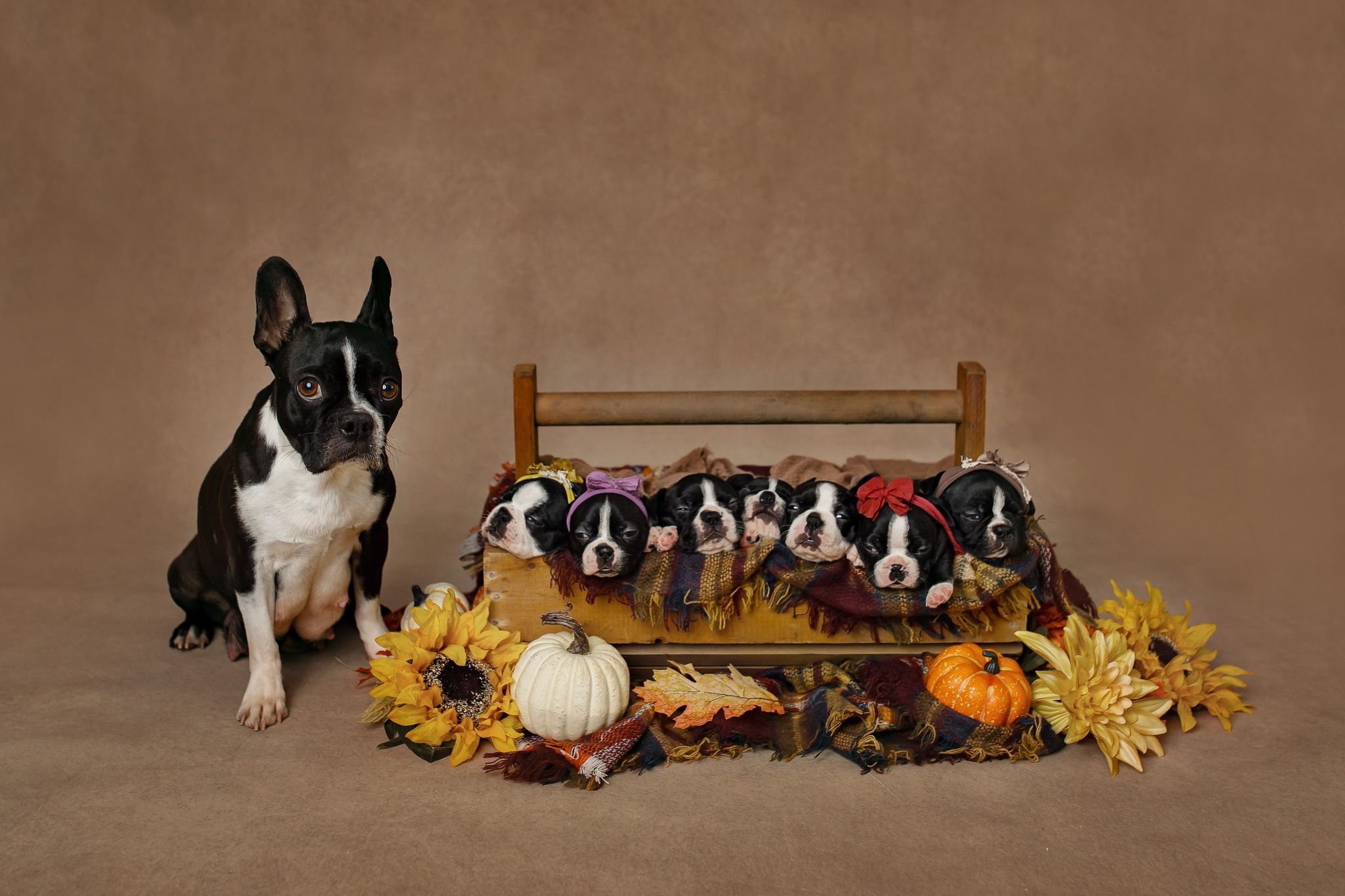 Happy kennels hot sale boston terriers