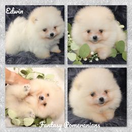 Edwin - White male Pomeranian puppy in Anna, Texas from Fantasy Pomeranians & Fantasy Aussies