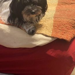 Angel - Coton de Tulear