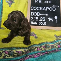 Han Solo - Brown and white male Cockapoo puppy in Fort White, Florida from Jade