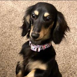 Dachshunds from Lonnie’s Dachshunds