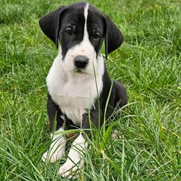Stripe - Mantle male Great Dane puppy in Castle Rock, Washington from Uber Alles Great Danes