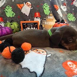 ChocoDog - Chocolate and tan female Dachshund puppy in Park Hills, Missouri from Ozark Miniature Dachshunds