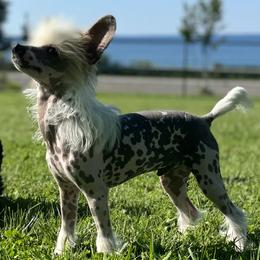 Chinese Crested puppies from North Park Great Danes and Making Waves Chinese Cresteds