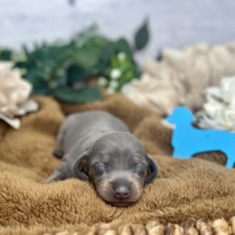 Dachshund Puppies from Harrison Farm
