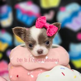 Cindy Lou Who 3500 - Chocolate blue female Chihuahua puppy in Piqua, Kansas from Cute As A Cupcake Chihuahuas