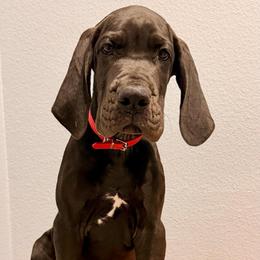 Washington - Black male Great Dane puppy in Plano, Texas from Blue Thunder Danes
