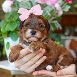Soleil - Sable female Bernedoodle puppy in Salado, Texas from Red Ranch Dogs