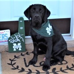 Labrador Retriever Puppies from Lorlyn Labradors