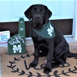 Labrador Retriever Puppies from Lorlyn Labradors
