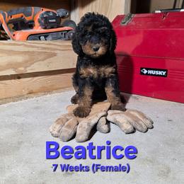 Beatrice - Black female Labradoodle puppy in Genoa City, Wisconsin from Sakura Pups