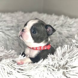 Boston Terrier Puppies from Kline Kennels
