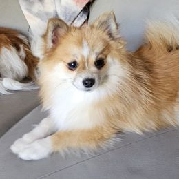 Pomeranian puppies from ADKPOM Adirondack Pomeranians